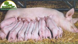 nhung dieu can biet khi nuoi heo nai 1