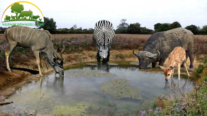 Những yếu tố nào ảnh hưởng đến nhu cầu nước của động vật