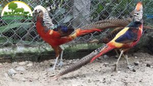 tap tinh cua chim tri 2