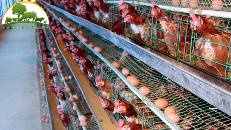 Bí quyết nuôi gà đẻ trứng nhiều cho hộ chăn nuôi 10 Bí quyết nuôi gà đẻ trứng nhiều cho hộ chăn nuôi