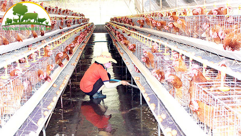 Bí quyết nuôi gà đẻ trứng nhiều cho hộ chăn nuôi 11 Bí quyết nuôi gà đẻ trứng nhiều cho hộ chăn nuôi