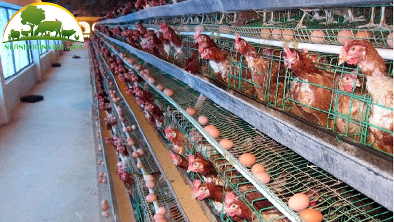 Bí quyết nuôi gà đẻ trứng nhiều cho hộ chăn nuôi 13 Bí quyết nuôi gà đẻ trứng nhiều cho hộ chăn nuôi