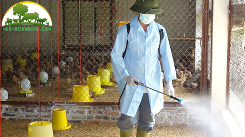 Bí quyết nuôi gà đẻ trứng nhiều cho hộ chăn nuôi 14 Bí quyết nuôi gà đẻ trứng nhiều cho hộ chăn nuôi
