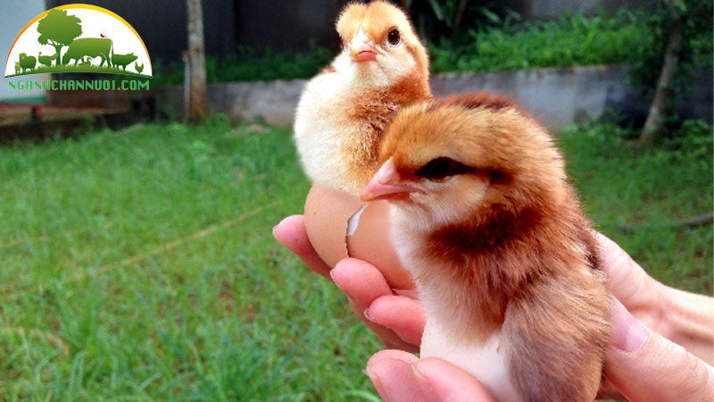 Bí quyết nuôi gà đẻ trứng nhiều cho hộ chăn nuôi 8 Bí quyết nuôi gà đẻ trứng nhiều cho hộ chăn nuôi