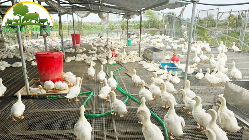 Cách nuôi vịt thịt trong chuồng thông thoáng 12 Cách nuôi vịt thịt trong chuồng thông thoáng