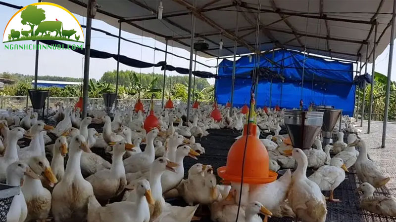 Cách nuôi vịt thịt trong chuồng thông thoáng 13 Cách nuôi vịt thịt trong chuồng thông thoáng