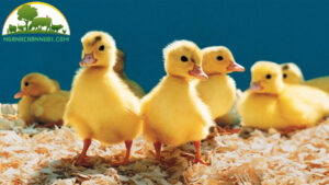 cach nuoi vit thit trong chuong thong thoang 8