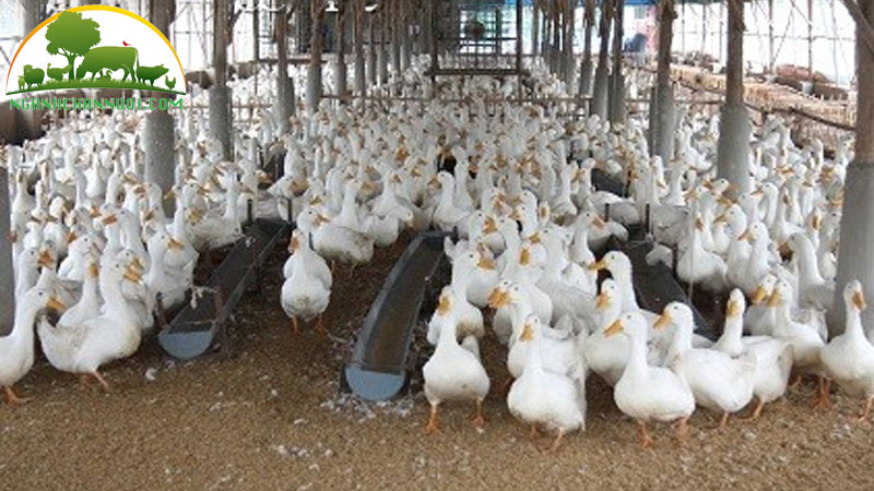 Cách nuôi vịt thịt trong chuồng thông thoáng 11 Cách nuôi vịt thịt trong chuồng thông thoáng