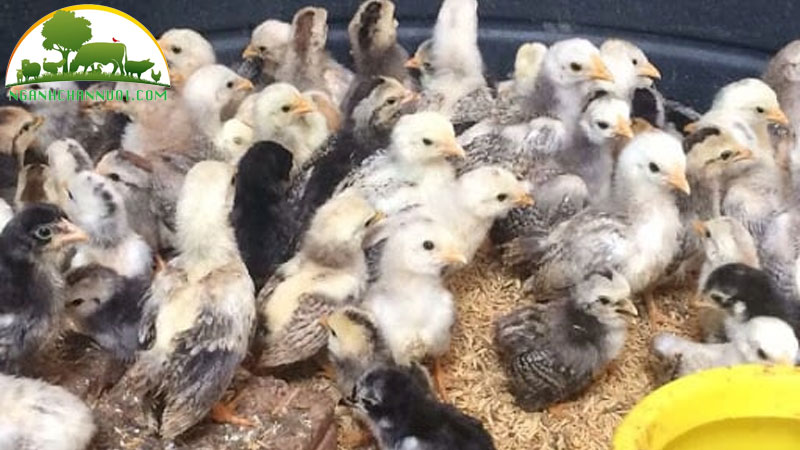 Kỹ thuật nuôi gà tre chiến đấu trong chuồng kín 8 Kỹ thuật nuôi gà tre chiến đấu trong chuồng kín