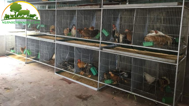 Kỹ thuật nuôi gà tre chiến đấu trong chuồng kín 9 Kỹ thuật nuôi gà tre chiến đấu trong chuồng kín