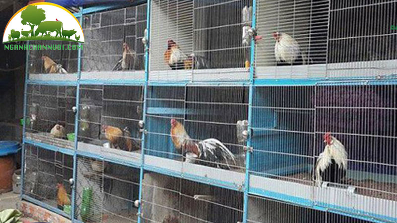 Kỹ thuật nuôi gà tre chiến đấu trong chuồng kín 10 Kỹ thuật nuôi gà tre chiến đấu trong chuồng kín