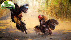 ky thuat nuoi ga tre chien dau trong chuong kin