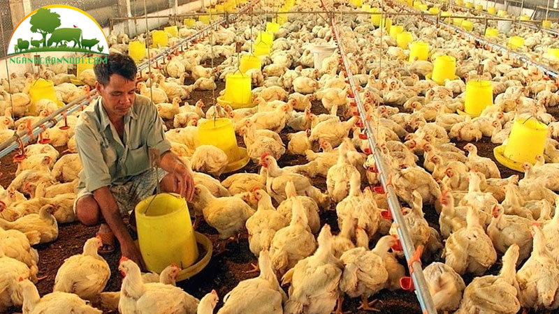 Nguyên nhân, phòng và điều trị bệnh viêm xoang ở gia cầm
