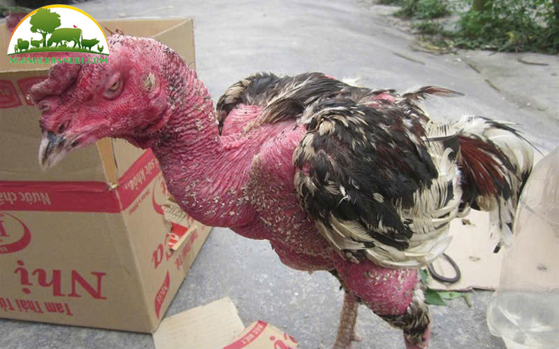 Các bệnh thường gặp ở gà chọi phổ biến nhất