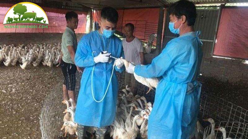 Cách phòng bệnh ho gà ở gia cầm hiệu quả