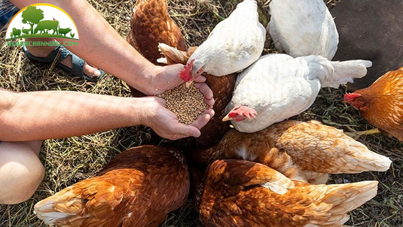 Cách phòng bệnh ho gà ở gia cầm hiệu quả