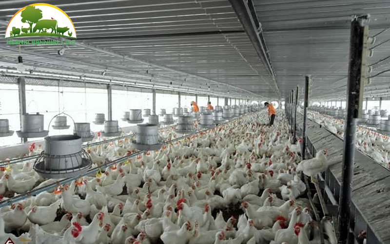 Cách phòng và điều trị bệnh viêm phổi cấp ở gia cầm hiệu quả