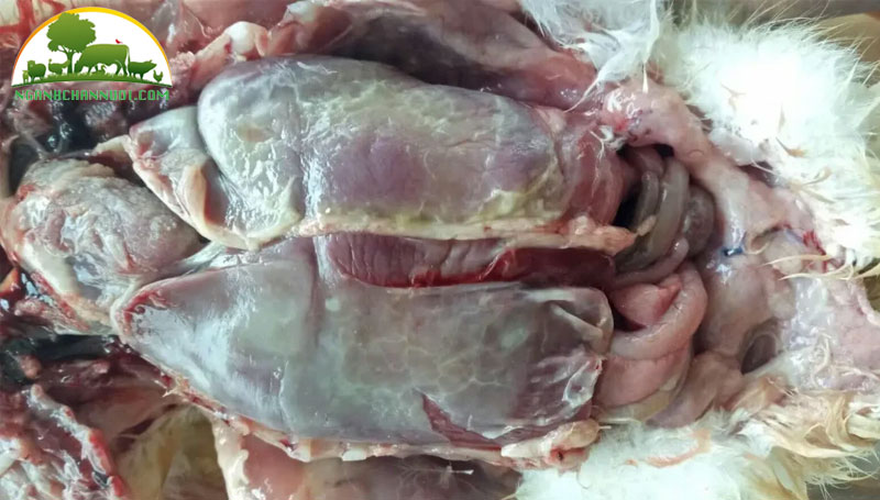 Dấu hiệu nhận biết và phòng, trị bệnh bại huyết ở gia cầm
