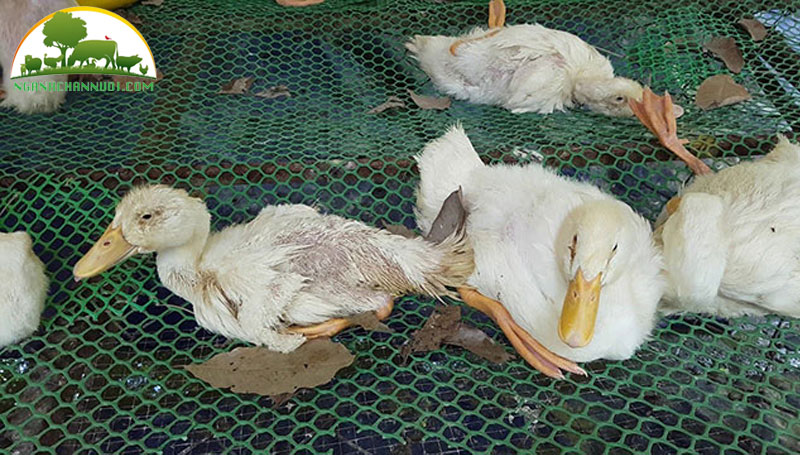 dau hieu nhan biet va phong tri benh bai huyet o gia cam