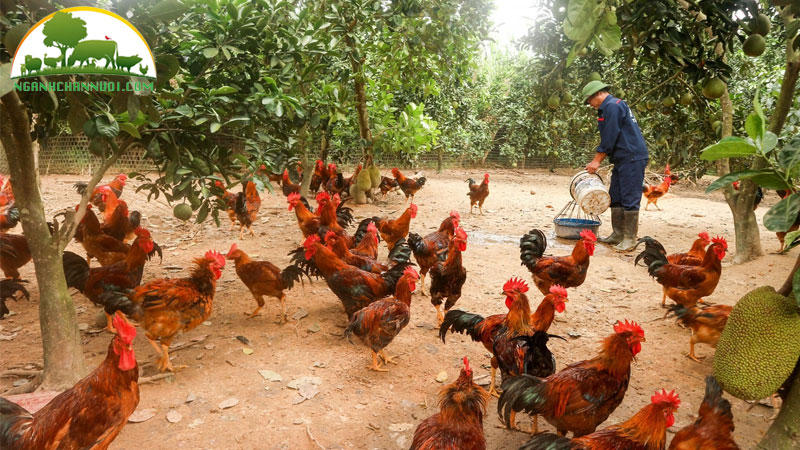 Gà nuôi bao lâu thì thịt được và ăn thịt ngon?