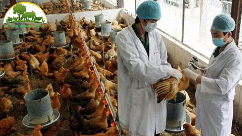 Hướng dẫn cách phòng bệnh ở gà thịt hiệu quả