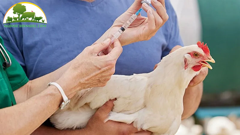 Mua vacxin 7 trong 1 cho gà phòng bệnh hiệu quả