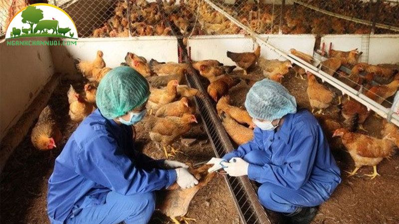 Mua vacxin 7 trong 1 cho gà phòng bệnh hiệu quả