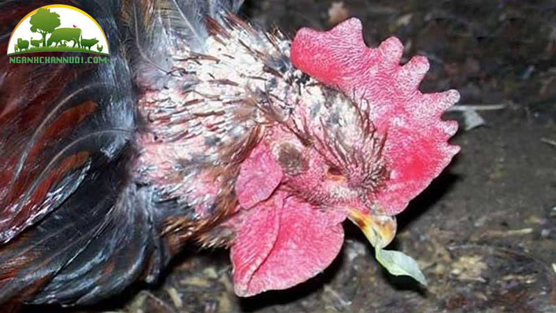 Nguyên nhân, cách phòng và điều trị bệnh nấm da ở gà