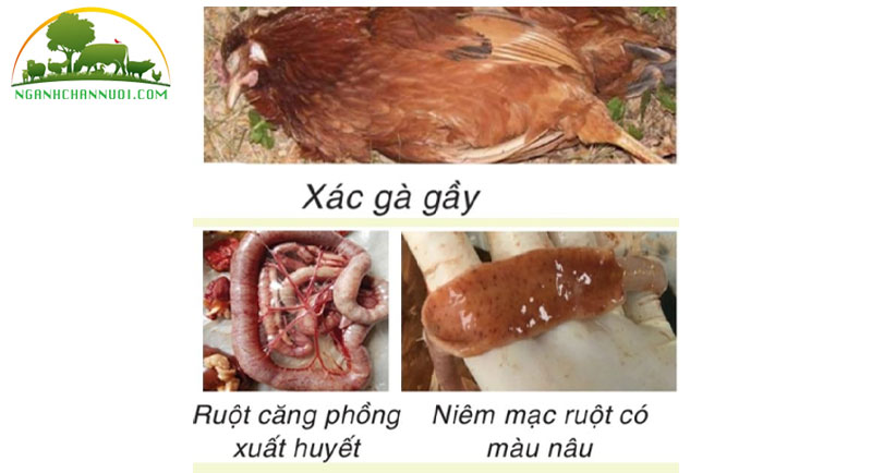 Nguyên nhân, phòng và điều trị gà bị viêm ruột hoại tử