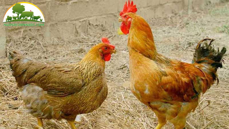 Nguyên nhân, phòng và điều trị gà bị viêm ruột hoại tử
