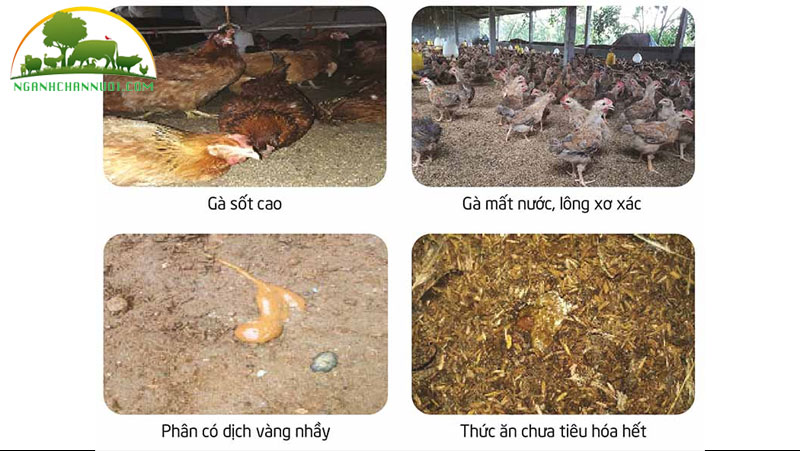 Nguyên nhân, phòng và điều trị gà bị viêm ruột hoại tử