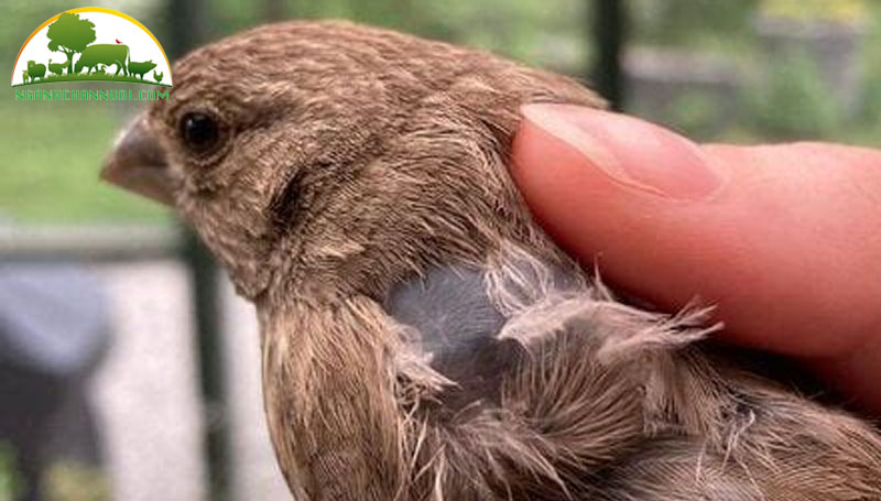 Nguyên nhân, triệu chứng và điều trị gà bị phồng hơi dưới da