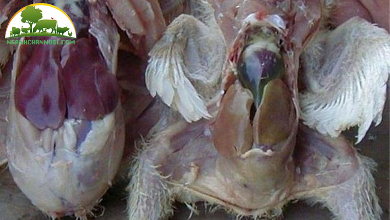 phong va dieu tri benh viem gan do virus o gia cam 2