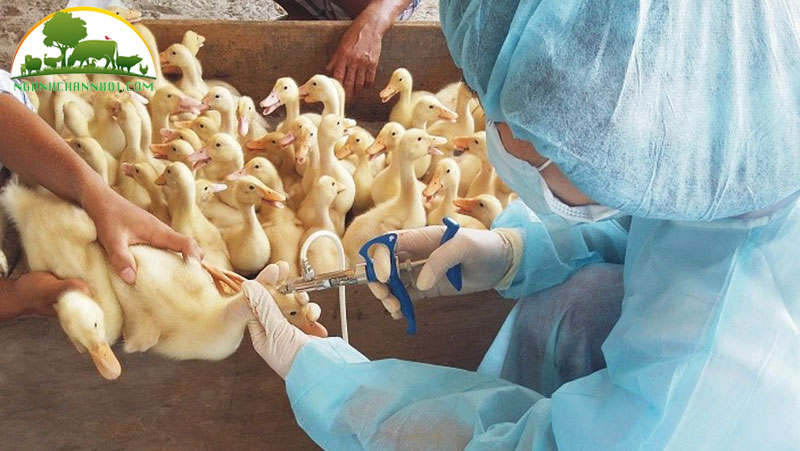 Phòng và điều trị bệnh viêm gan do virus ở gia cầm