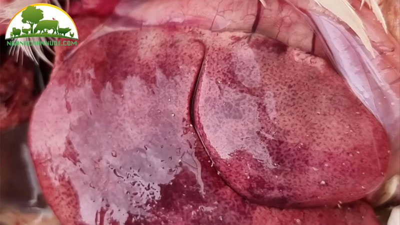 Phòng và điều trị bệnh viêm gan do virus ở gia cầm