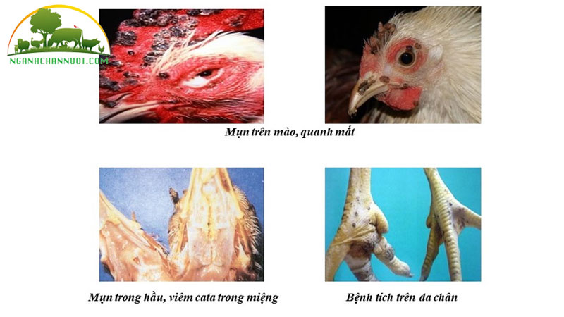 Phương pháp điều trị và cách phòng bệnh đậu ở gia cầm