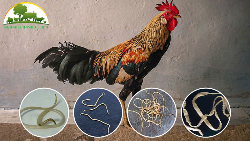 Một số bệnh phổ biến ở gia cầm và biện pháp phòng trị